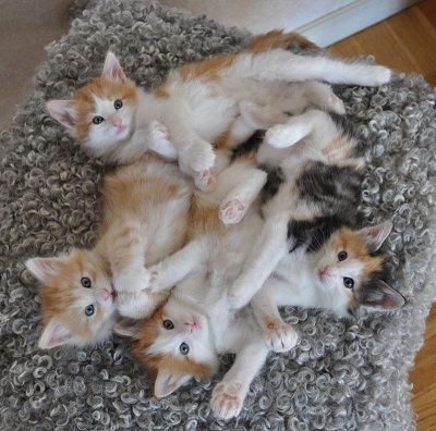 Fyra kattungar